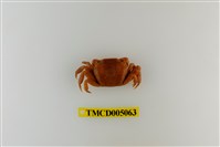 藏品(絨毛近方蟹)的圖片